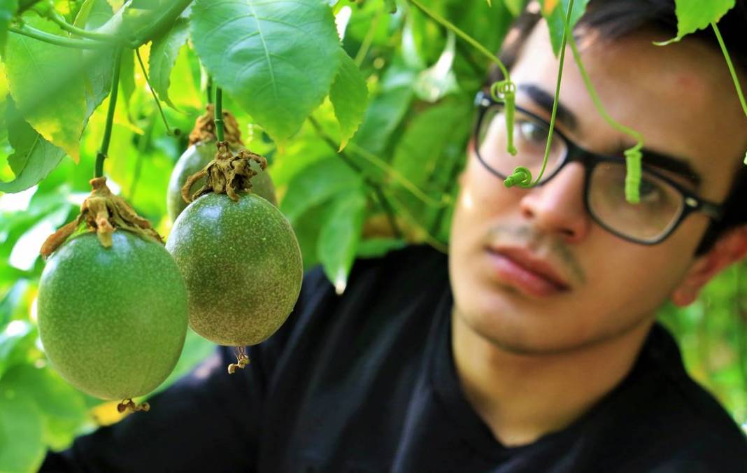 Bu meyve zengin ediyor: Kilosu 200 TL! 10 yıl boyunca ürün veriyor, ilk yılda 300 kg, beşinci yıldan sonra 2 ton 2